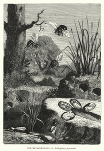 Die Metamorphosen von Anthophora personata von English School