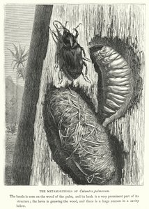 Die Metamorphosen von Calandra palmarum von English School