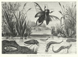 Die Metamorphosen von Dytiscus marginalis von English School