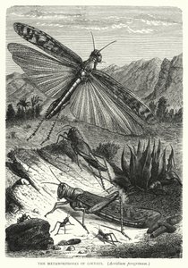 Die Metamorphosen der Heuschrecken, Acridium peregrinum von English School