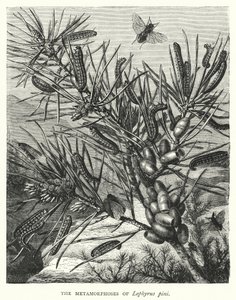Die Metamorphosen von Lophyrus pini von English School