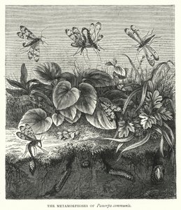 Die Metamorphosen von Panorpa communis von English School