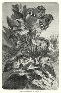 Die Metamorphosen von Vanessa Io von English School