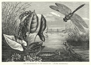 Die Metamorphosen der Libelle, Aeschna maculatissima