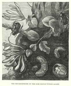 Die Metamorphosen des Rosenkäfers, Cetonia aurata (Stich) von English School