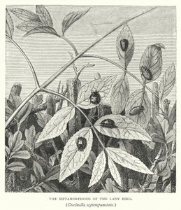 Die Metamorphose des Marienkäfers, Coccinella septempunctata (Stich) von English School