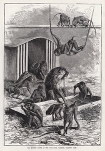 Das Affenhaus im Zoologischen Garten, Regent
