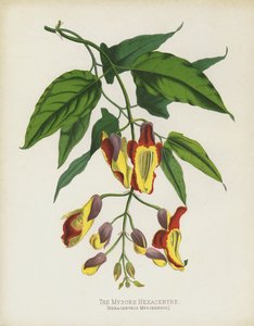 Die Mysore-Hexacentre, Hexacentris Mysorensis