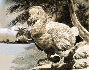 Der geheimnisvolle Vogel von Mauritius (Der Dodo) von English School