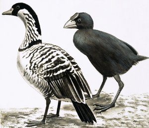 Der Ne-Ne oder Hawaiianische Gans und Takahe-Vogel von English School