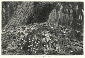 Das Nest von Formica rufa von English School