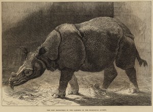 Das neue Nashorn in den Gärten der Zoologischen Gesellschaft von English School