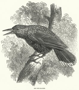 Der Nussknacker (Gravur) von English School