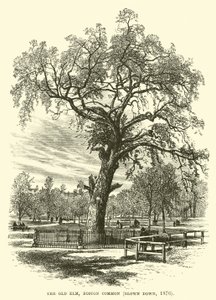 Die alte Ulme, Boston Common, umgestürzt, 1876 von English School