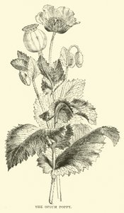 Die Opium-Mohnblume von English School