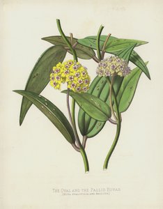 Die Ovale und die Blasse Hoya, Hoya Ovalifolia und Pallida von English School
