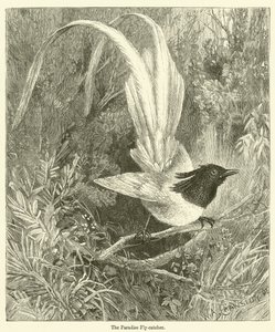 Der Paradiesvogel (Gravur) von English School