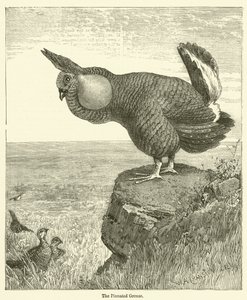 Der Präriehuhn von English School
