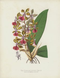 Der Purpurlippige Oncid, Oncidium Haematochilum