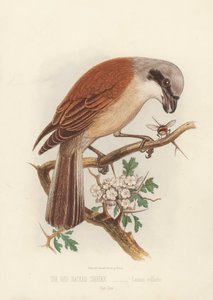 Der Rotrückenwürger, Lanius Collurio von English School
