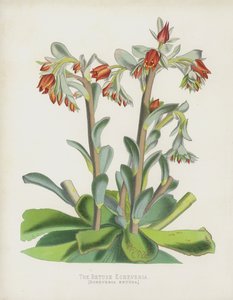 Die Zurückgebogene Echeverria, Echeverria Retusa von English School