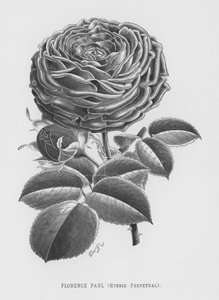 Der Rosengarten: Florence Paul, Hybrid Perpetual von English School