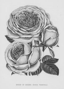 Der Rosengarten: Königin der Königinnen, Hybrid Perpetual von English School