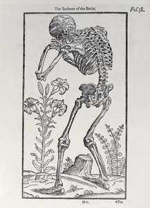 Das Skelett des Rückens, Tafel aus The Historie of Man, veröffentlicht von John Banister (1540-1610), 1578
