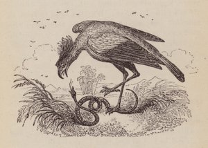 Der Sekretärvogel von English School