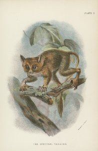 Der Spektral-Tarsier von English School
