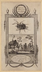 Die Tarantel, mit der Methode, die von ihr Gestochene durch Musik und Tanz zu heilen (Stich) von English School