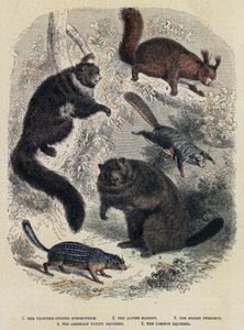 Der Dreizehnstreifige Spermophilus, Das Alpenmurmeltier, Der Helle Pteromys, Das Amerikanische Flughörnchen, Das Gemeine Eichhörnchen (kolorierte Gravur) von English School