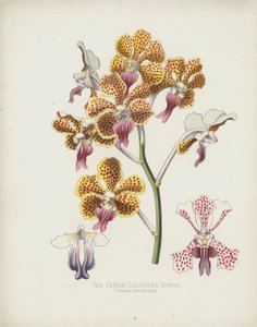 Die Dreifarbige Vanda, Vanda Tricolor von English School