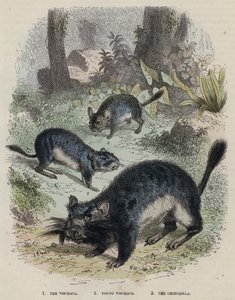 Die Vischaca, junge Vischaca, die Chinchilla von English School