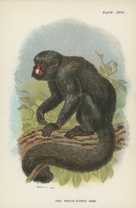 Der Weißnasen-Saki von English School
