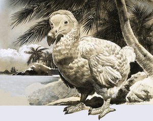 Die Welt der Natur: Der mysteriöse Vogel von Mauritius (Der Dodo) von English School