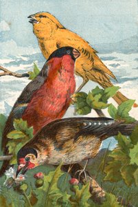Der Gelbe Kanarienvogel, Kurzschnabel-Bullfinch und Schöner Stieglitz von English School