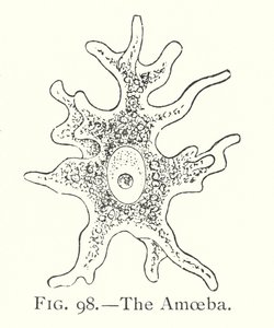 Die Amöbe