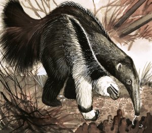 Der Ameisenbär