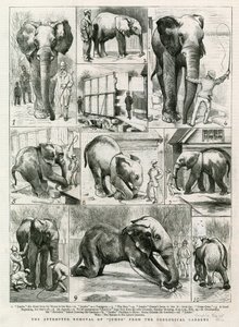 Der versuchte Abtransport von Jumbo aus den Zoologischen Gärten von English School