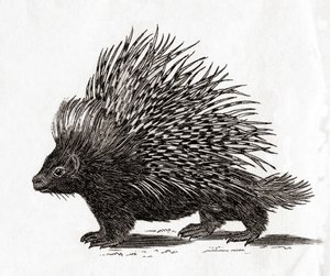 Das Stachelschwein (Hystrix cristata), aus einem Druck des 18. Jahrhunderts (Stich) von English School