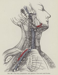 Die tiefen Lymphgefäße und Drüsen des Halses und Thorax von English School