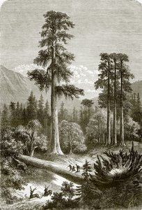 Die großen Kiefern von Sonora von English School