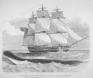 Die große Seeschlange, als sie 1848 zum ersten Mal von der HMS Daedalus gesehen wurde, ca. 1848 von English School