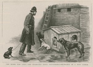 Das Heim für verlorene und hungernde Hunde von English School