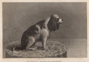 Der musikalische Spaniel von Darmstadt von English School