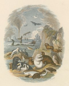 Die natürliche Welt (farbiger Stich) von English School