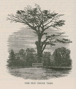 Der alte Zedernbaum, Holland House