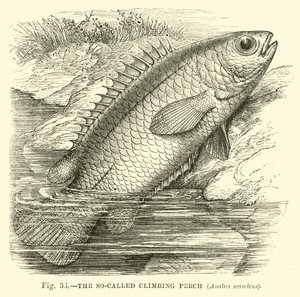 Der sogenannte Kletterfisch, Anabas scandens von English School