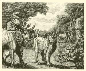 Das lüsterne Kalb (Gravur)